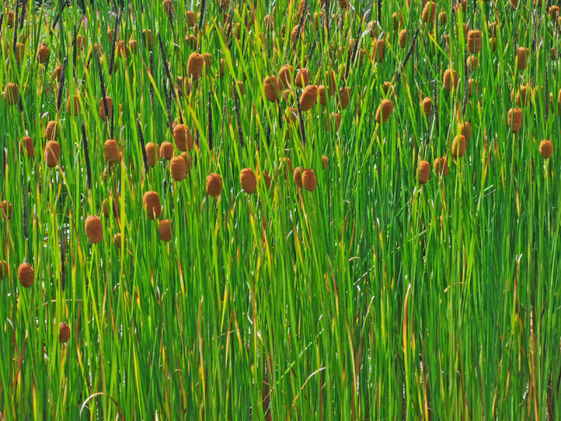 Typha laxmannii Laxmanns Rohrkolben